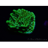 WYSIWYG Montipora confusa