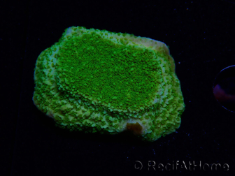 WYSIWYG Montipora Plateau Jaune/Vert 1G4