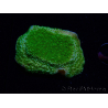 WYSIWYG Montipora Plateaugelb/grün