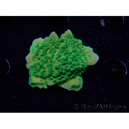WYSIWYG Montipora Plateau Vert Pomme