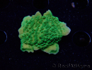 WYSIWYG Montipora Plateau Grün Apfel