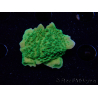 WYSIWYG Montipora Plateau Vert Pomme 1R4