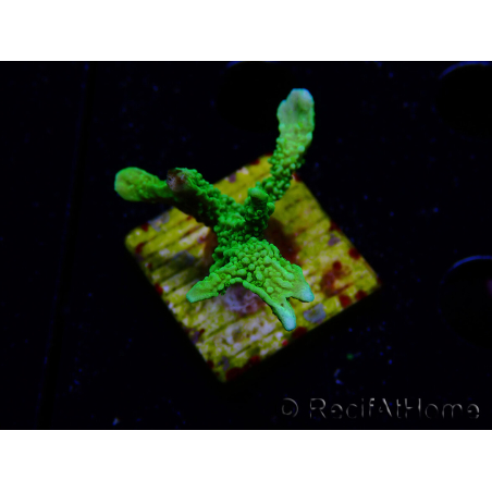 WYSIWYG Montipora stellata