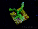 WYSIWYG Montipora stellata 1S5