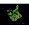 WYSIWYG Montipora stellata