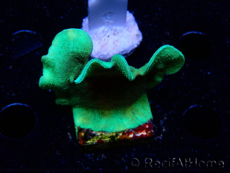 WYSIWYG Pavona cactus 1T1