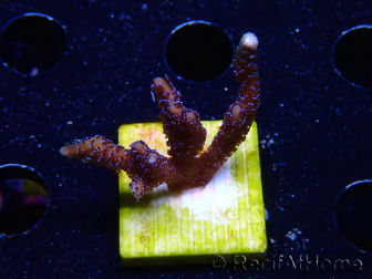 WYSIWYG Montipora Polype Violet 1U6