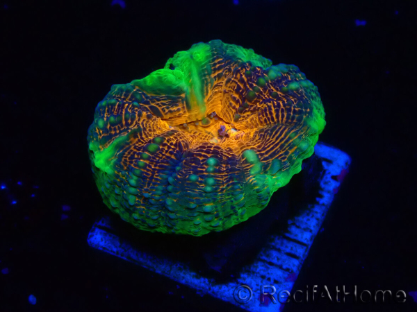 WYSIWYG Lobophyllia(4.5 cm)