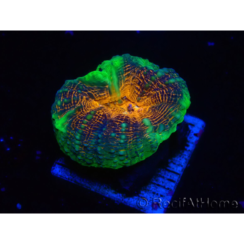 WYSIWYG Lobophyllia(4.5 cm)
