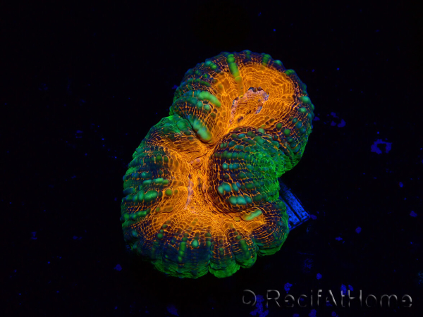 WYSIWYG Lobophyllia (Skelett 5 cm)