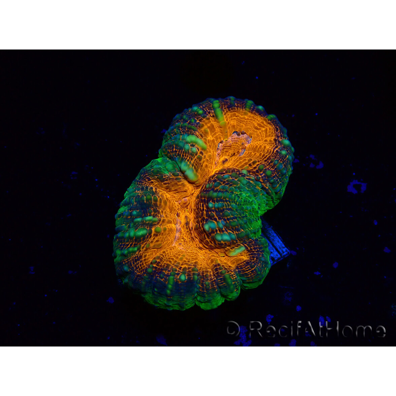 WYSIWYG Lobophyllia (Skelett 5 cm)