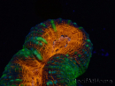 WYSIWYG Lobophyllia (Skelett 5 cm)