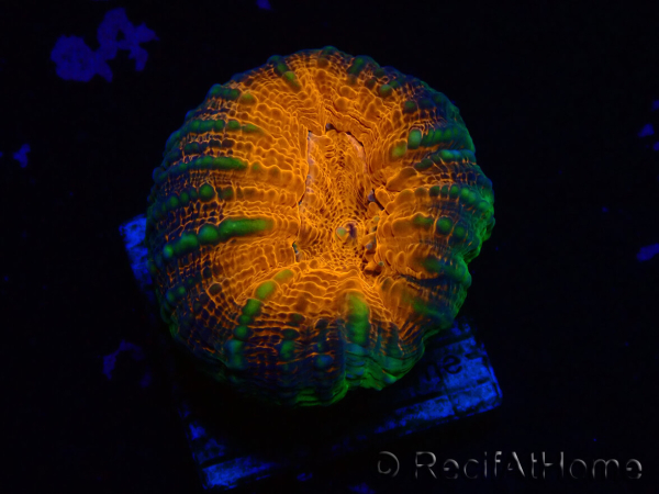 WYSIWYG Lobophyllia(Skelett 8 cm)