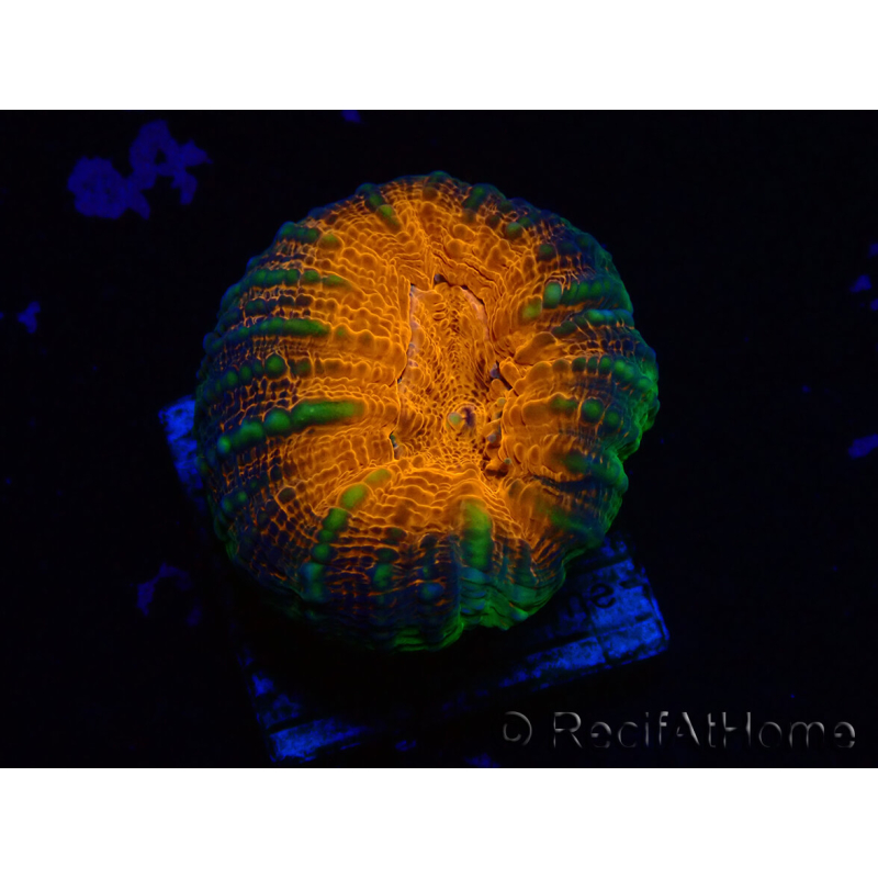 WYSIWYG Lobophyllia(Skelett 8 cm)