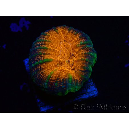 WYSIWYG Lobophyllia(Skelett 8 cm)