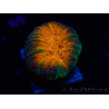 WYSIWYG Lobophyllia(Skelett 8 cm)