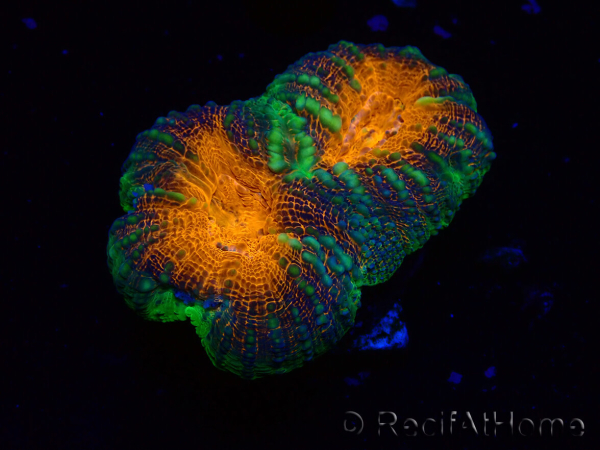 WYSIWYG Lobophyllia ( 7 cm)