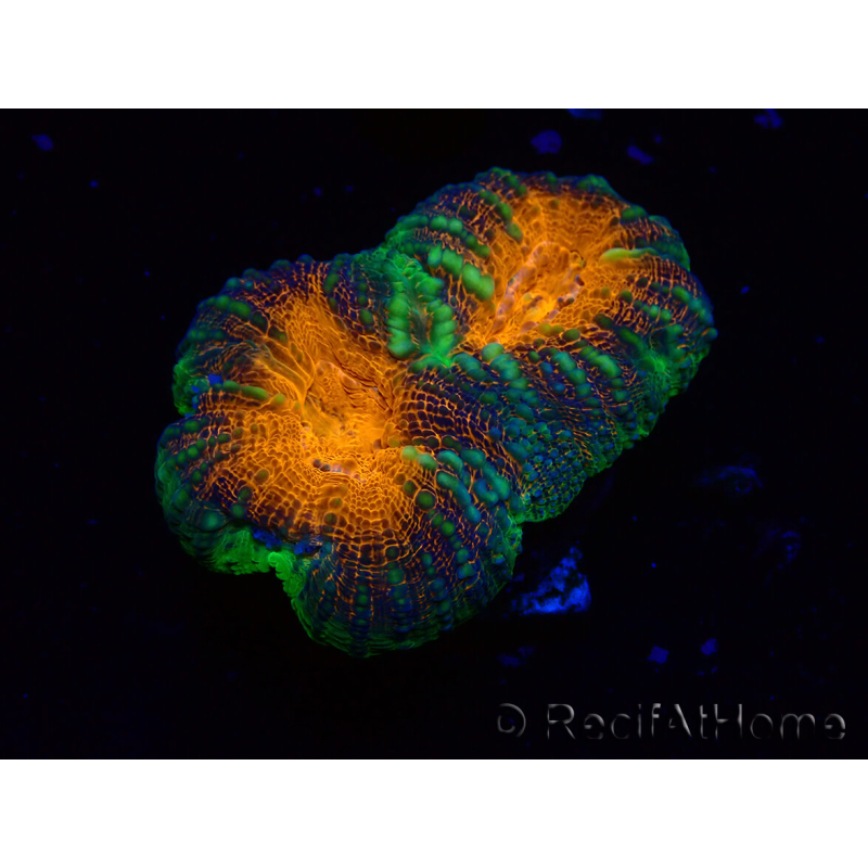 WYSIWYG Lobophyllia ( 7 cm)