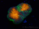 WYSIWYG Lobophyllia ( 7 cm)
