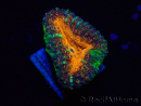 WYSIWYG Lobophyllia (Skeleton 6 cm)