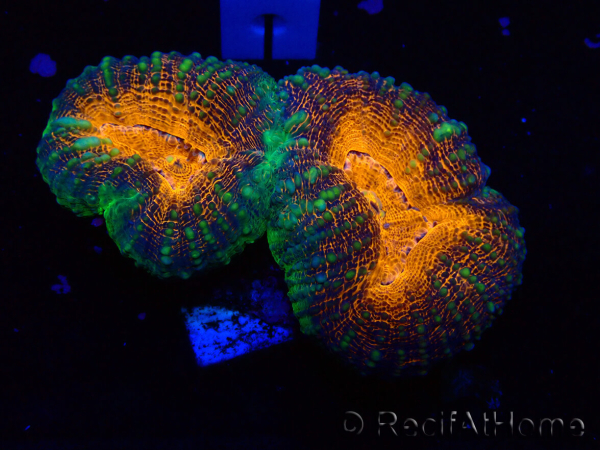 WYSIWYG Lobophyllia (5 cm)