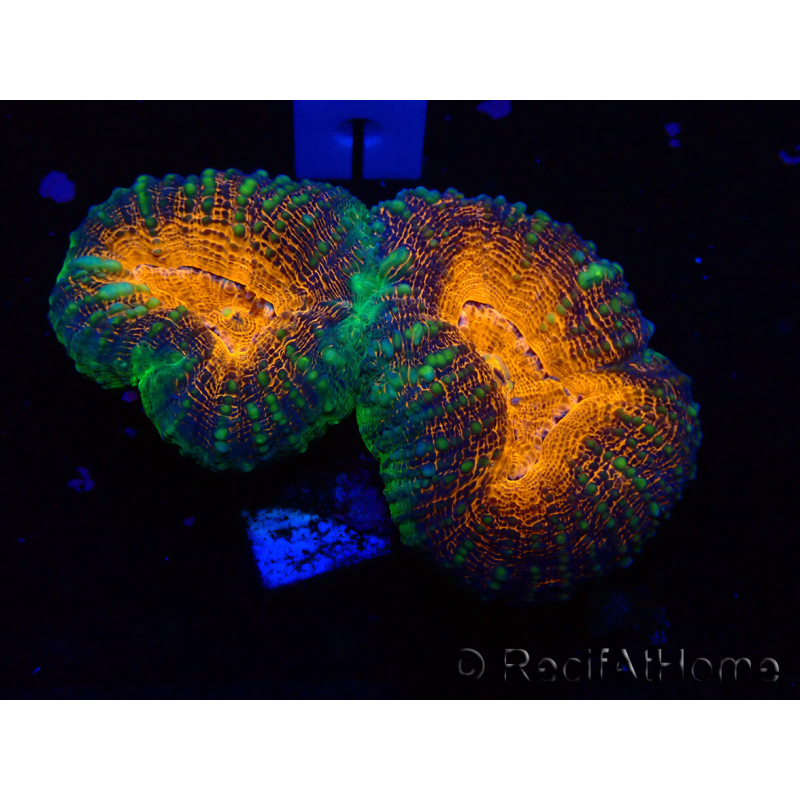 WYSIWYG Lobophyllia (5 cm)