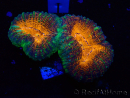WYSIWYG Lobophyllia (5 cm)
