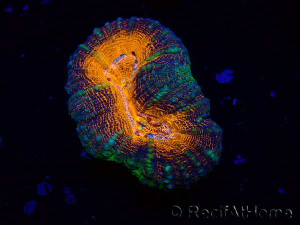 WYSIWYG Lobophyllia(3.5 cm)