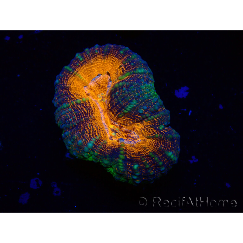 WYSIWYG Lobophyllia(3.5 cm)