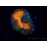 WYSIWYG Lobophyllia(3.5 cm)