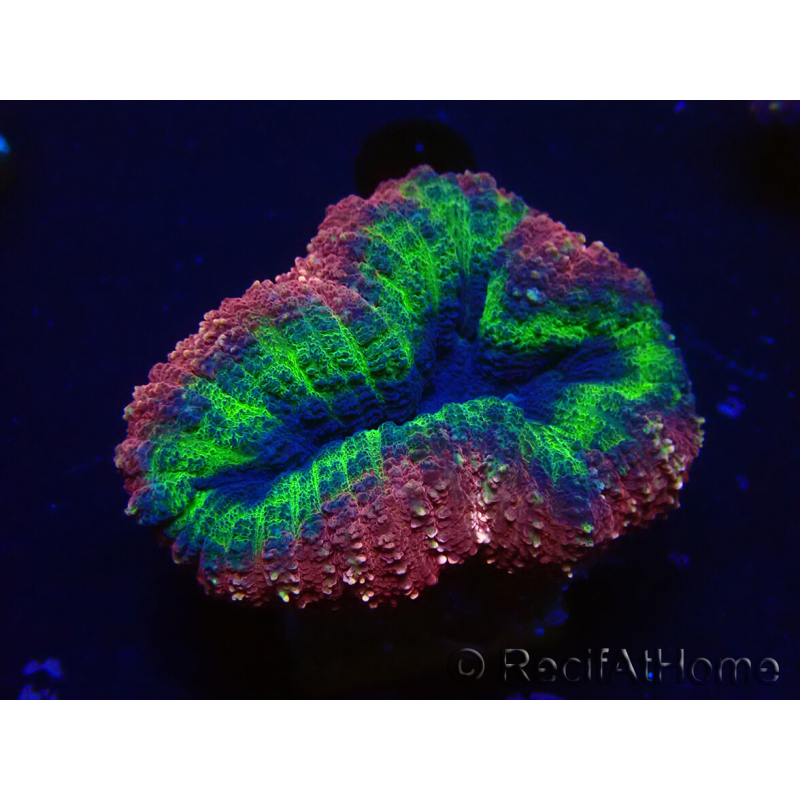 WYSIWYG Lobophyllia (Skeleton 7 cm)