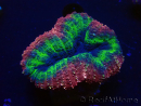 WYSIWYG Lobophyllia (Skeleton 7 cm)