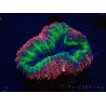 WYSIWYG Lobophyllia(Esqueleto 7 cm)
