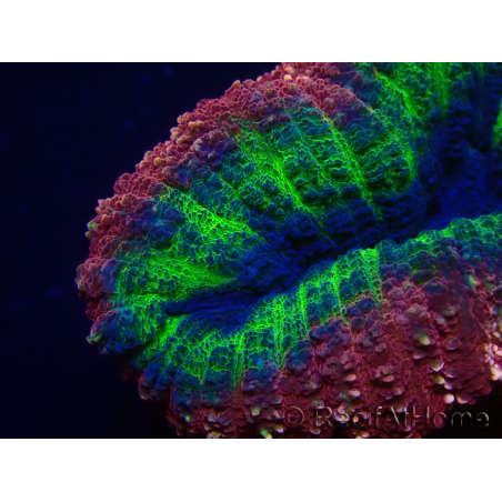 WYSIWYG Lobophyllia (Skeleton 7 cm)