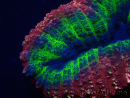 WYSIWYG Lobophyllia(Scheletro 7 cm)