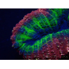 WYSIWYG Lobophyllia(Scheletro 7 cm)