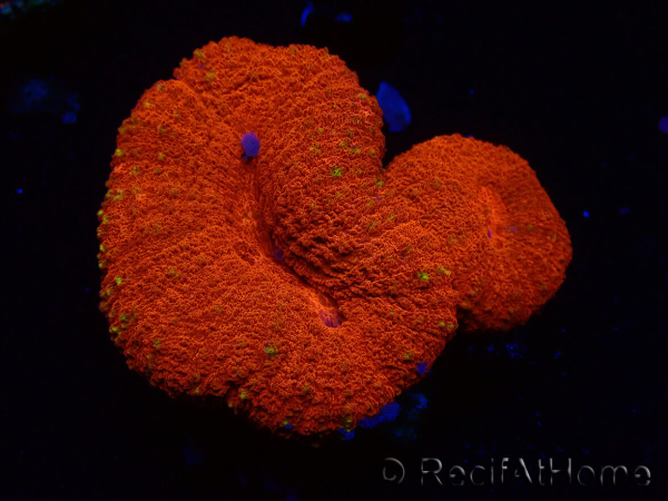 WYSIWYG Lobophyllia(3 cm)