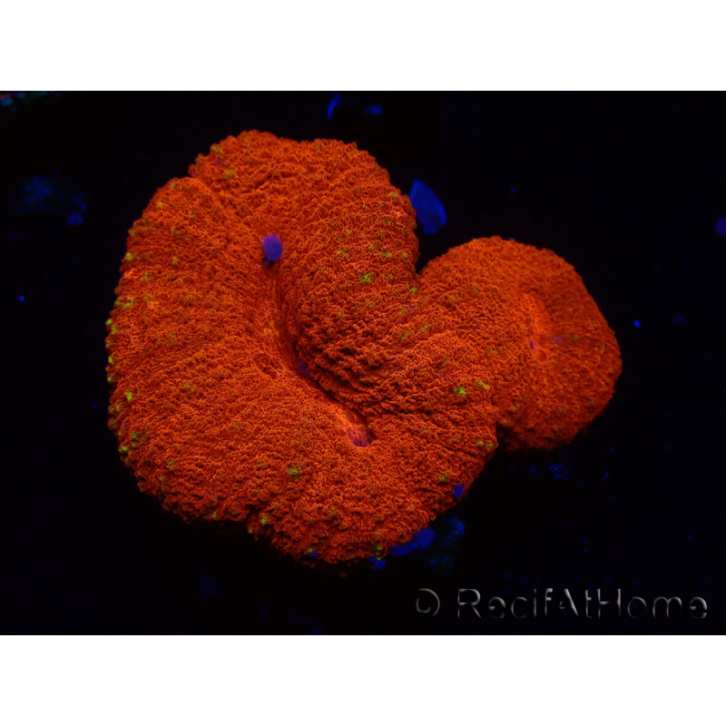 WYSIWYG Lobophyllia(3 cm)