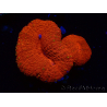 WYSIWYG Lobophyllia(3 cm)