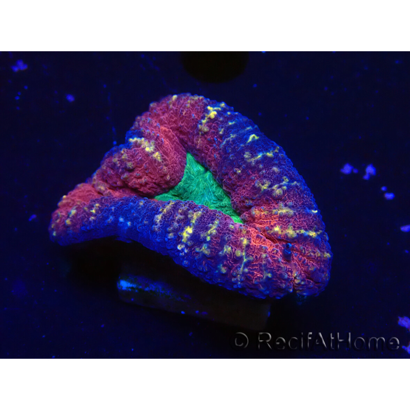 WYSIWYG Lobophyllia(Skeleton 5.5 cm)