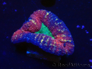 WYSIWYG Lobophyllia(Skeleton 5.5 cm)