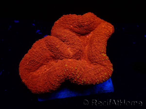 WYSIWYG Lobophyllia(Skelett 2,5 cm)