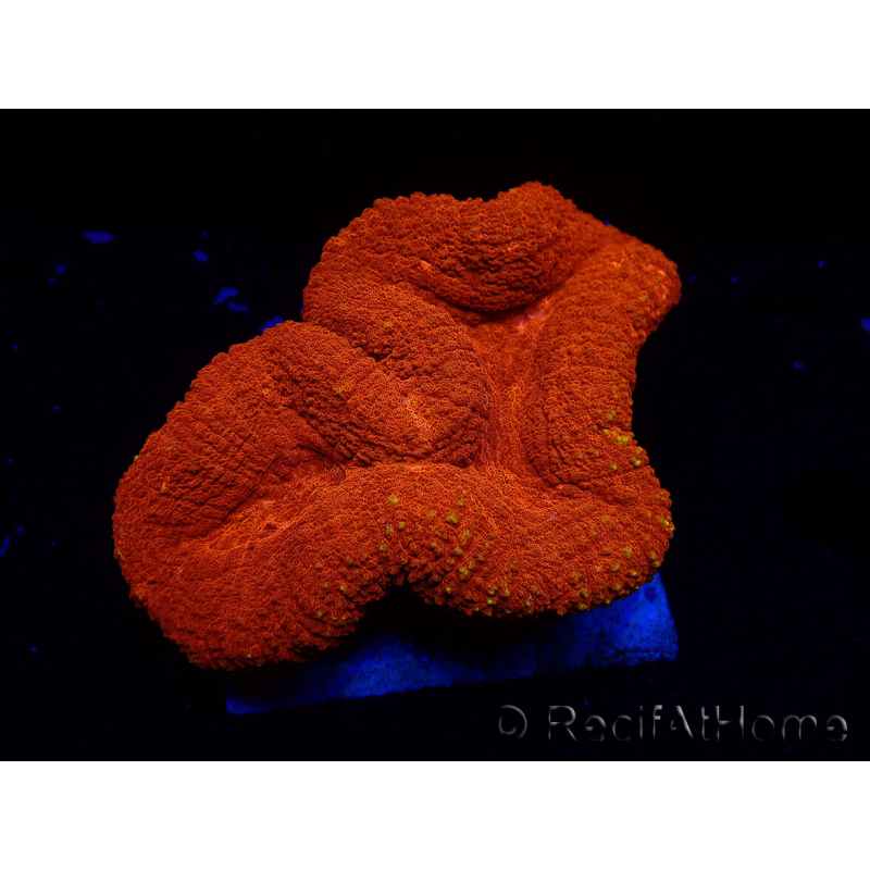 WYSIWYG Lobophyllia(Skelett 2,5 cm)