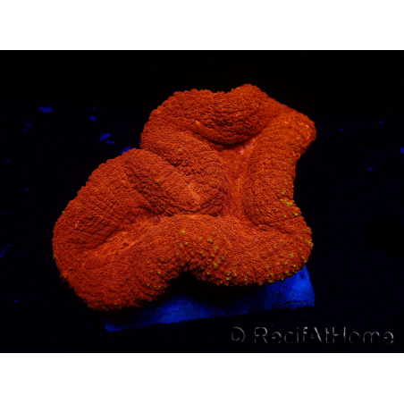 WYSIWYG Lobophyllia(Skelett 2,5 cm)