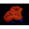 WYSIWYG Lobophyllia(Skelett 2,5 cm)