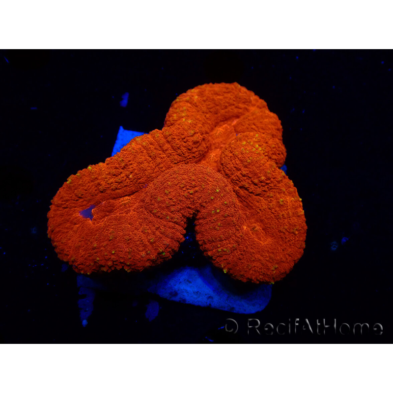 WYSIWYG Lobophyllia(3 cm)