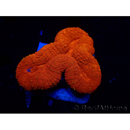 WYSIWYG Lobophyllia(3 cm)