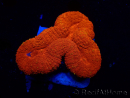 WYSIWYG Lobophyllia(3 cm)