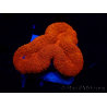 WYSIWYG Lobophyllia(3 cm)