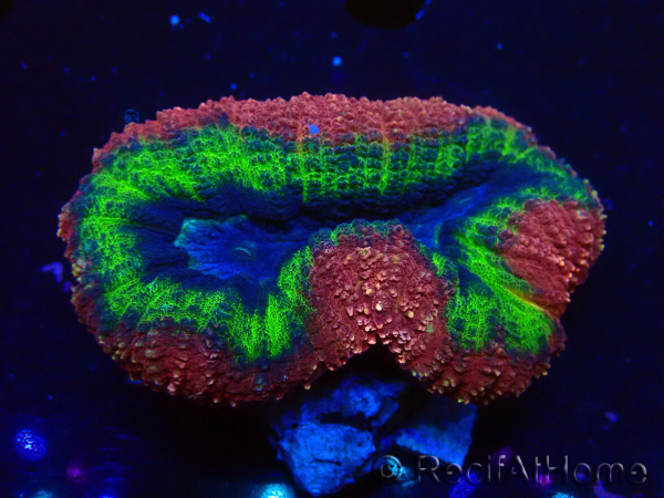 WYSIWYG - Lobophyllia sp 13 (Skeleton 3.5 cm)